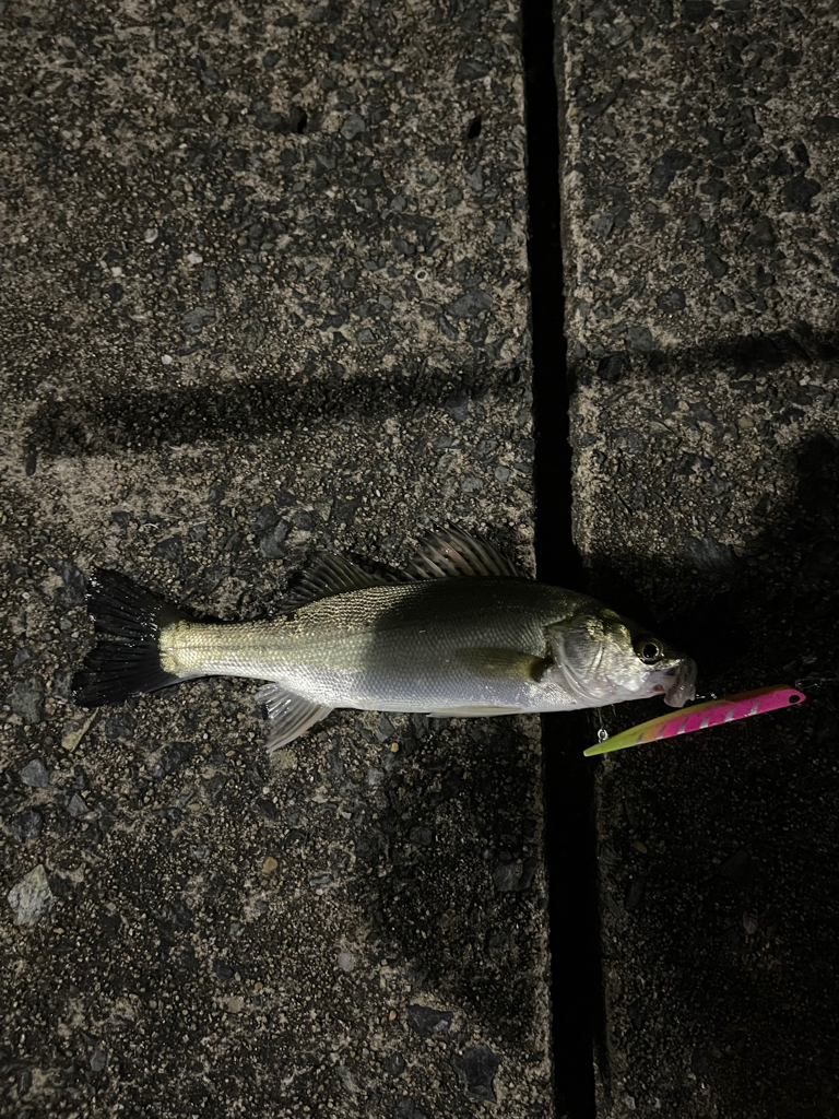 マイクベイトパターンからのバチ抜け