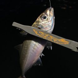 爆風の中のアジング