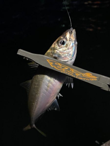 爆風の中のアジング