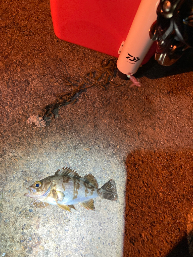 アジフライを探してメバリング?