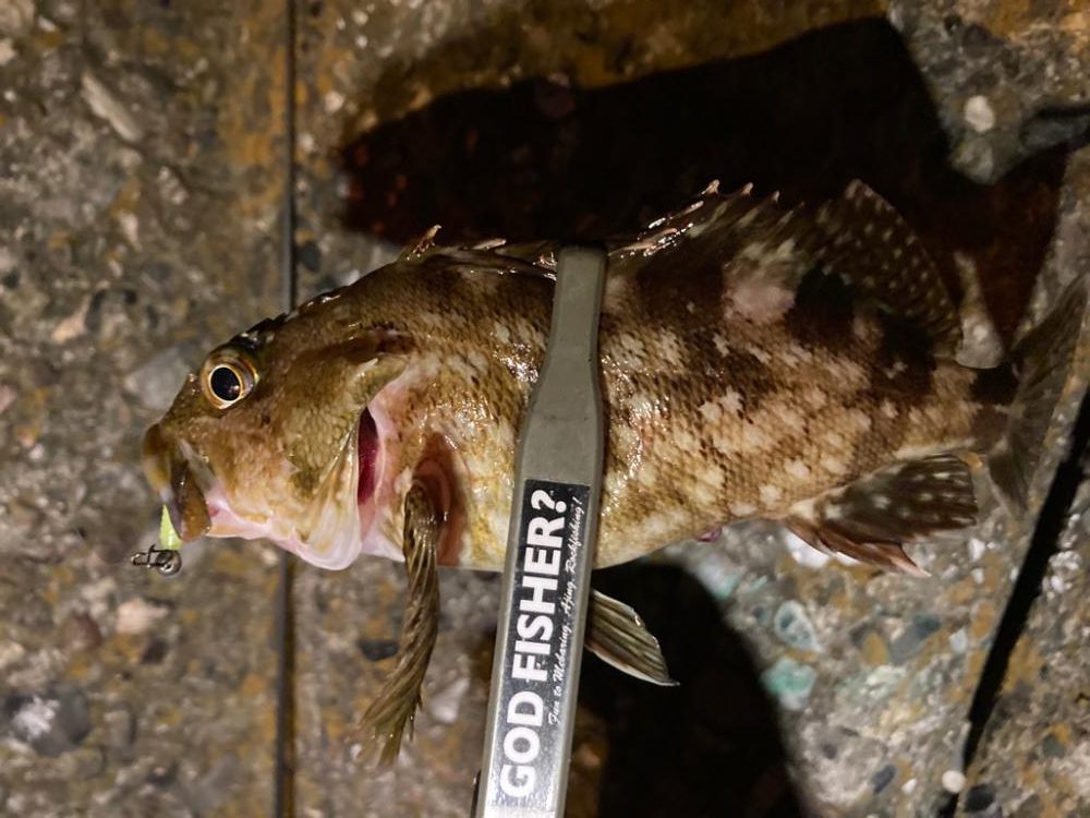 アジは何処へ行った (-。-;