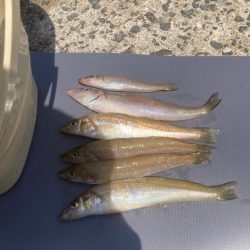 キス時々カワハギ