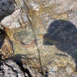 キスおるかなー