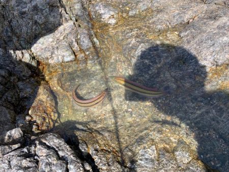 キスおるかなー