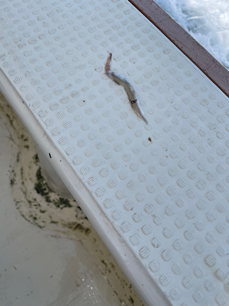 明石沖ジギング