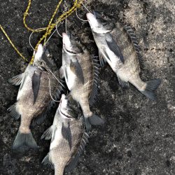 チヌ落とし込み