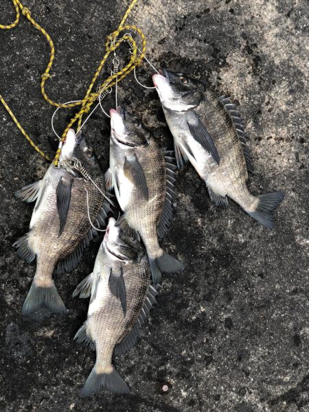 チヌ落とし込み