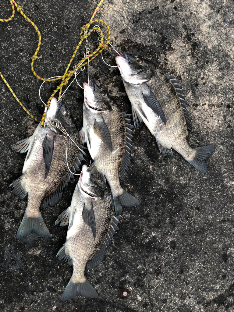 チヌ落とし込み