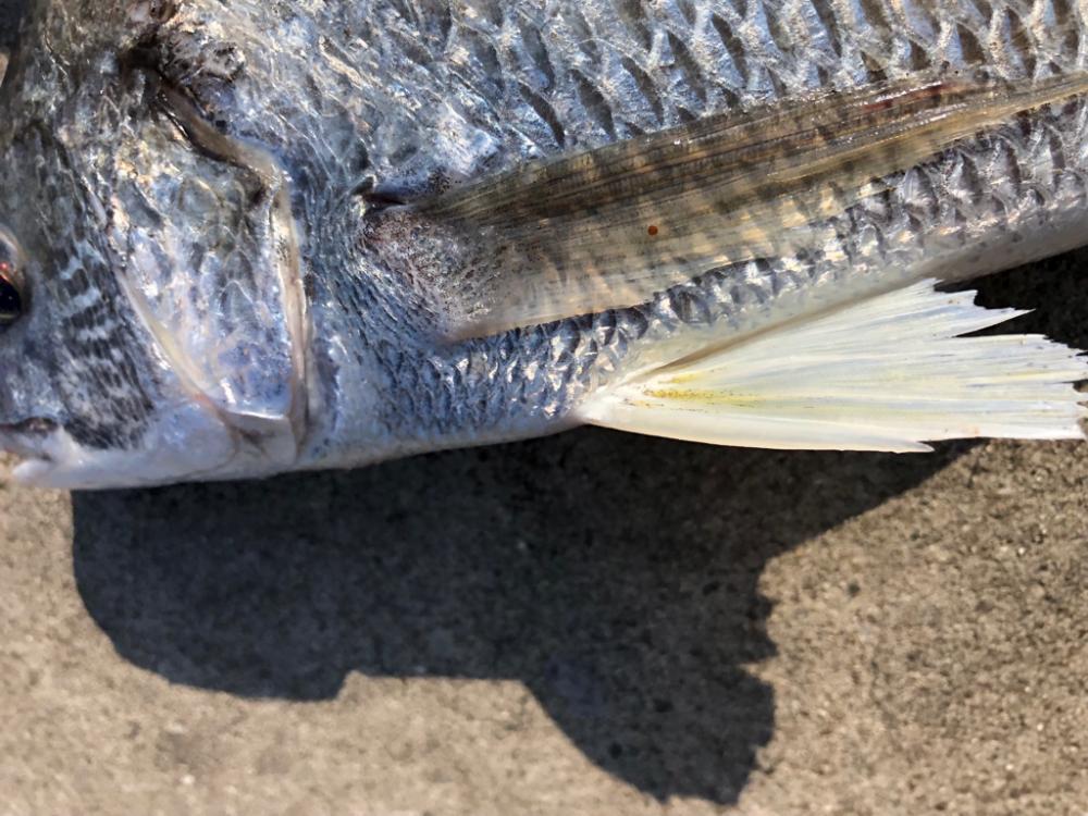 短時間エビ撒き釣り