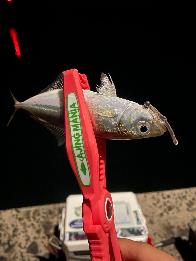 満潮時にパタンと反応が止まる