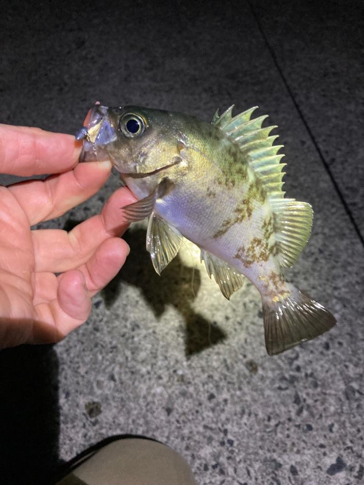 明石海峡メバリング