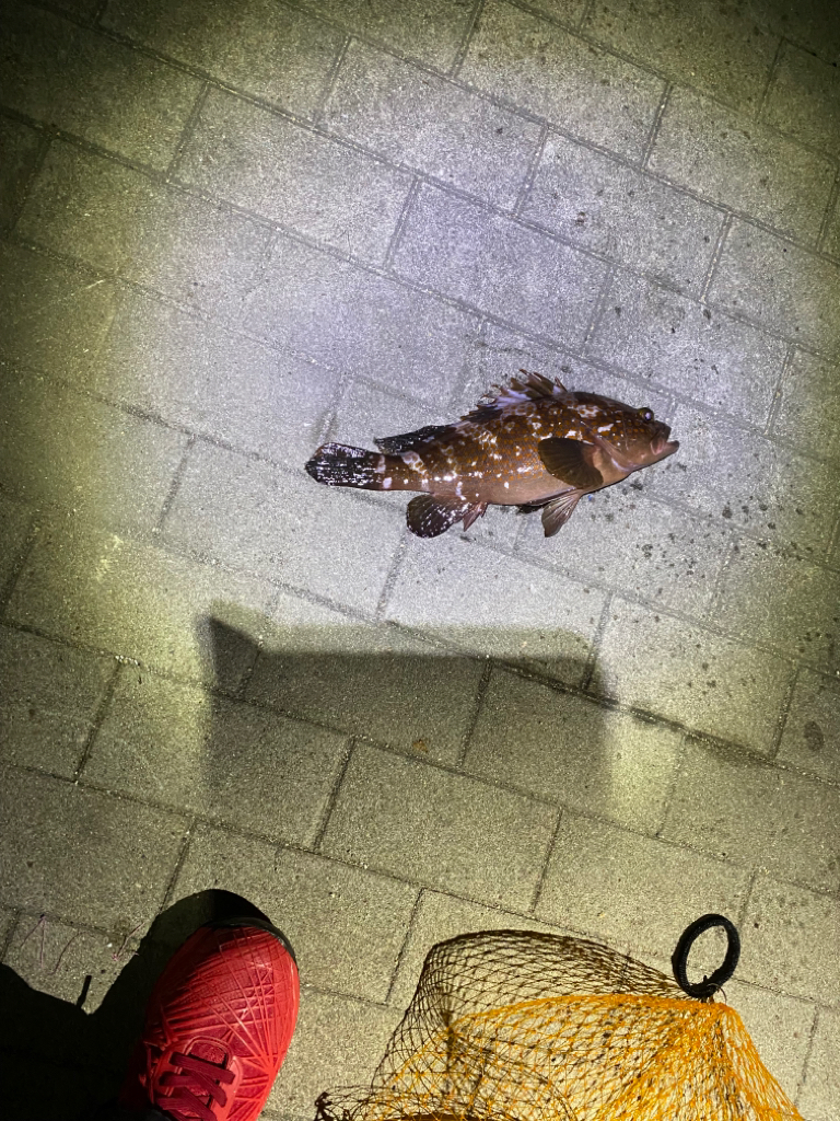 ヘチってきました