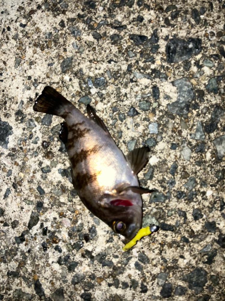 メバルプラッギング