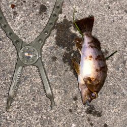 梅雨前メバリング