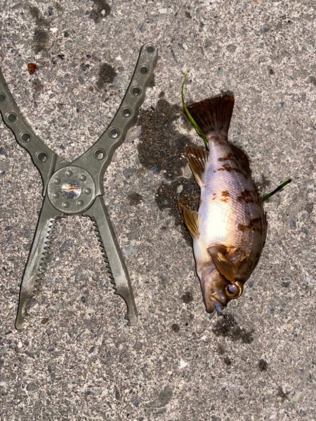 梅雨前メバリング