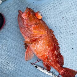 足摺岬沖スロージギング