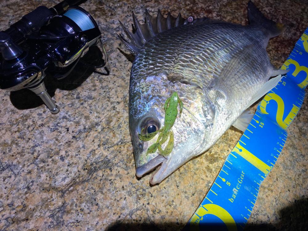 淀川ブリームゲーム