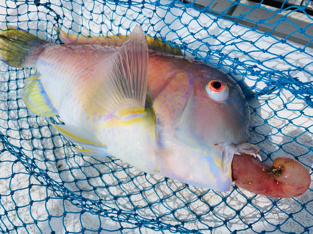 【天草】ライト落とし込みで95cmブリGET