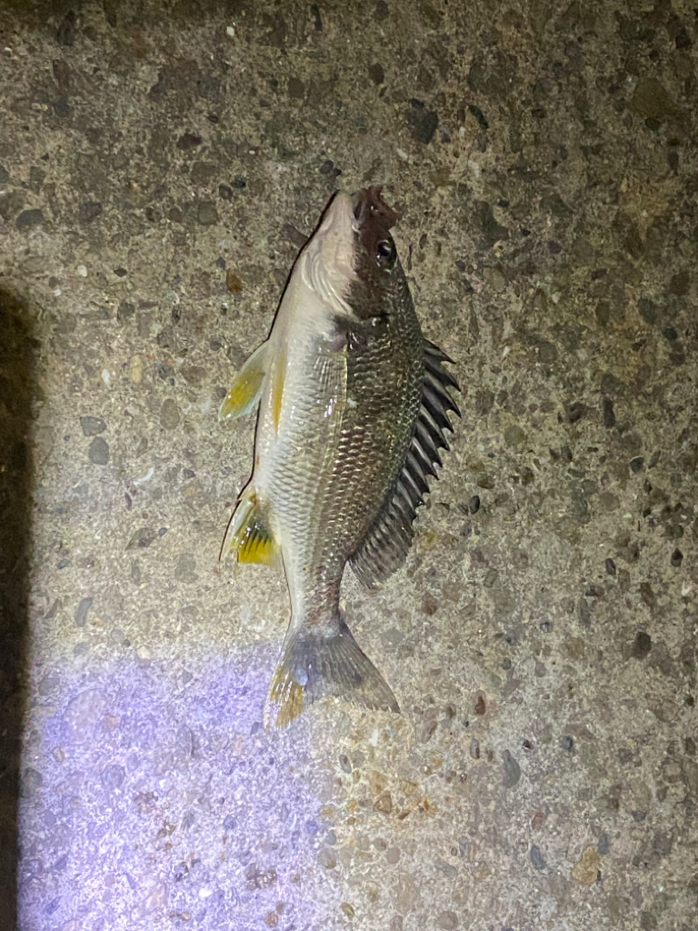 ヘチってきました