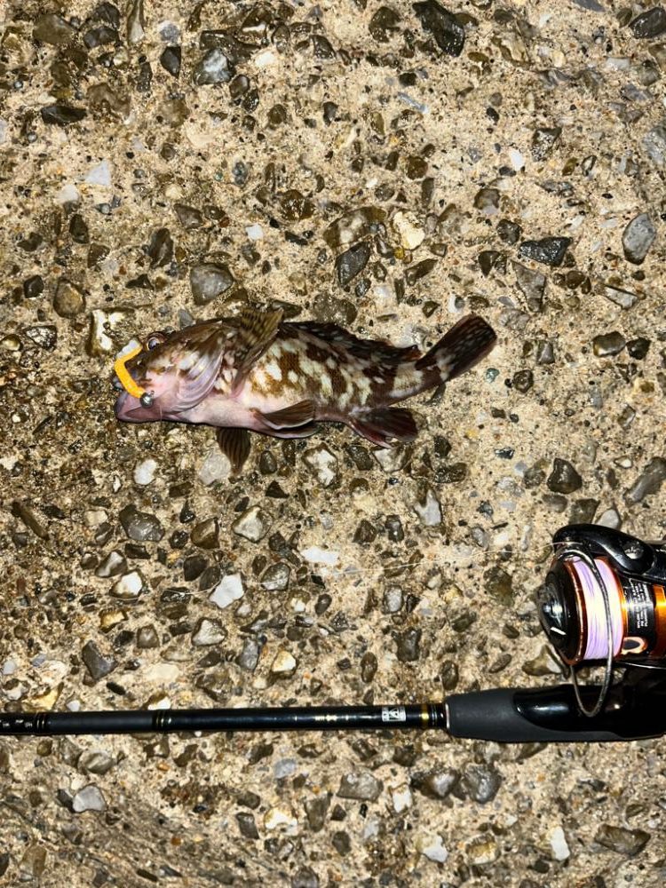 ぼちぼちの釣果