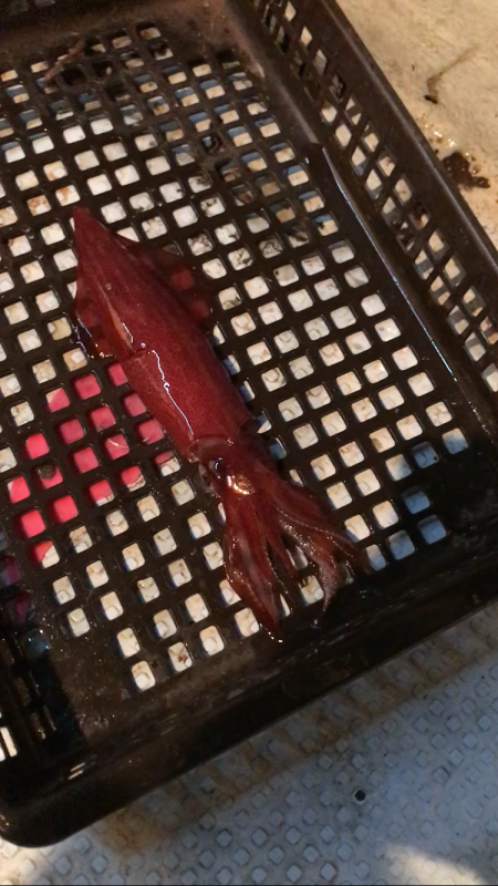 シーズン先取りイカメタル！