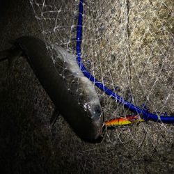 バチ抜け　シーバス　ボラ