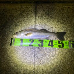 ヘチってきました