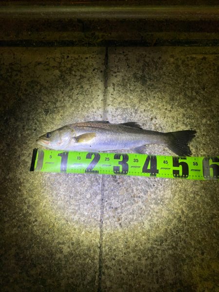 ヘチってきました