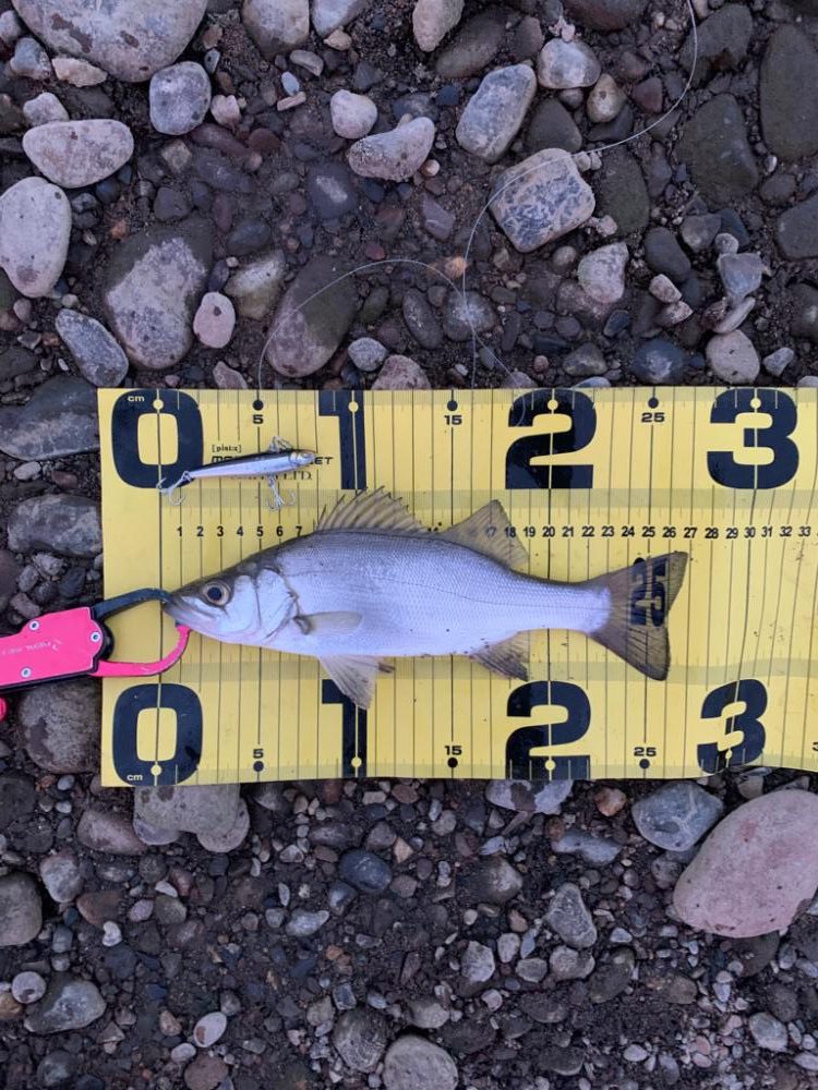 ハクパターン攻略