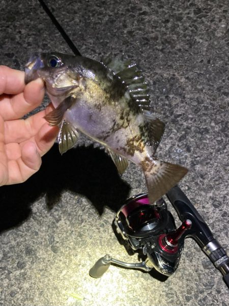 メバリングGW第二弾