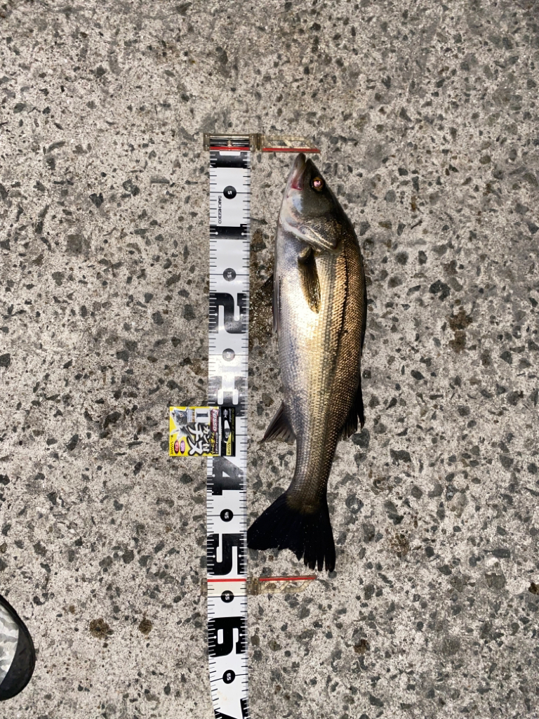 狙いは潮位の高い午前中