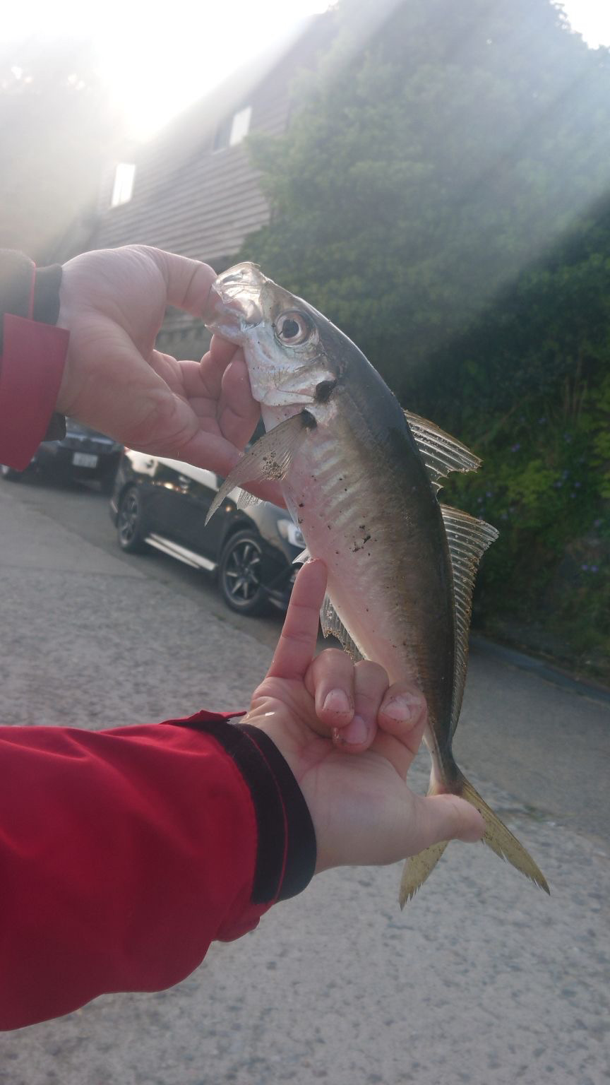 投げサビキで尺アジ