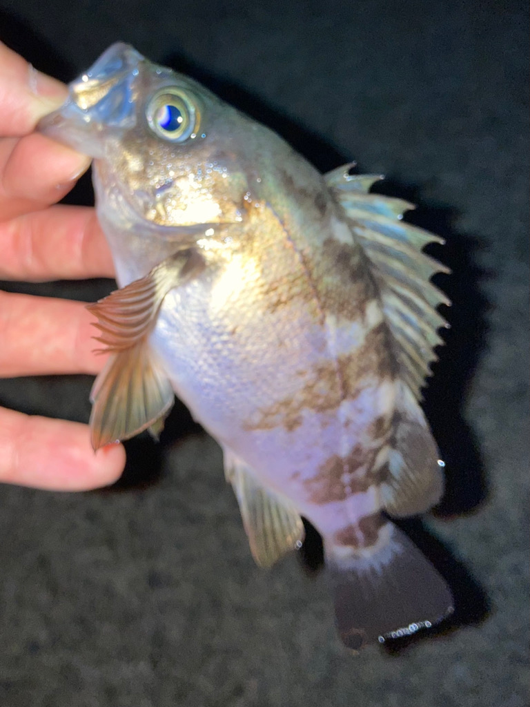 明石海峡メバル釣行