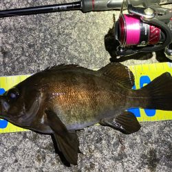 メバル連発しました