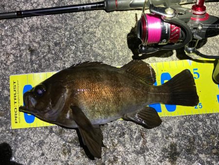 メバル連発しました