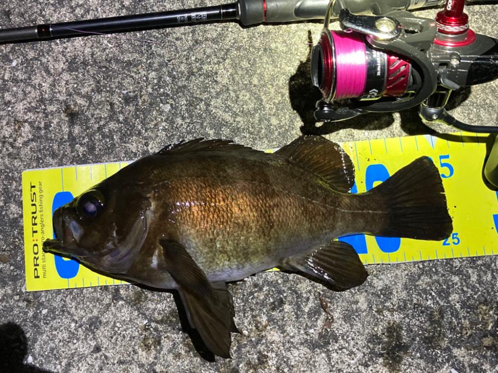 メバル連発しました