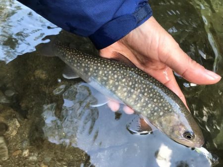 久しぶりの渓流釣行