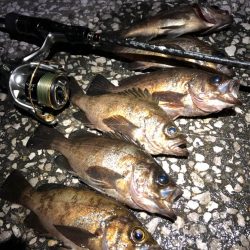 プラグでも、ワームでも