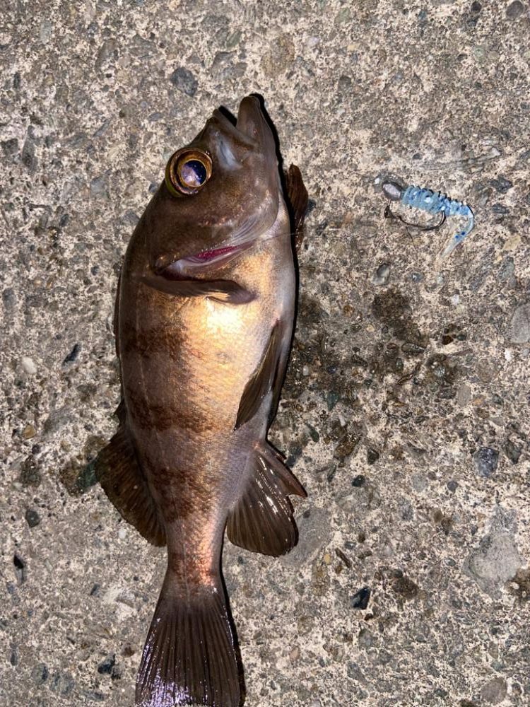 マイクロベイト