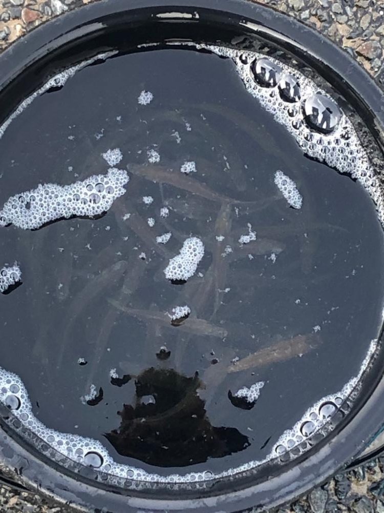 今朝も豆アジ！