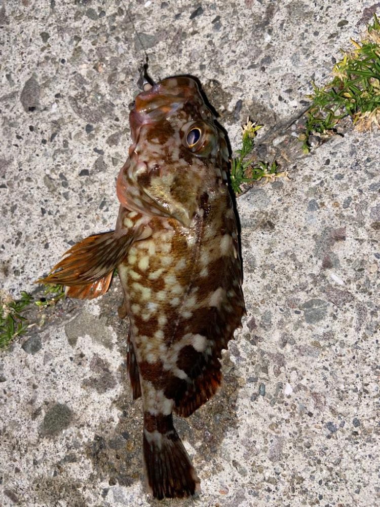 ライトロックフィッシュ