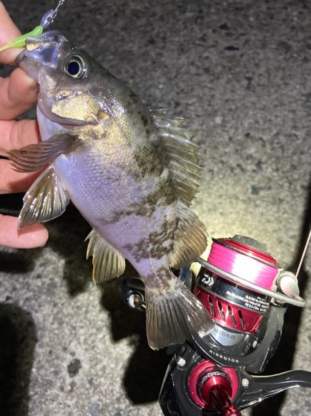 GWメバリング第一弾