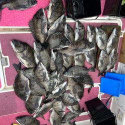 クロダイキャンディ