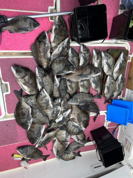 クロダイキャンディ