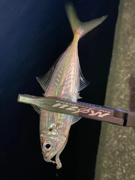 夕マズメチャレンジ