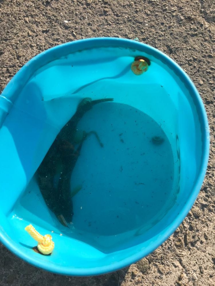 行き着いた先でアブシン