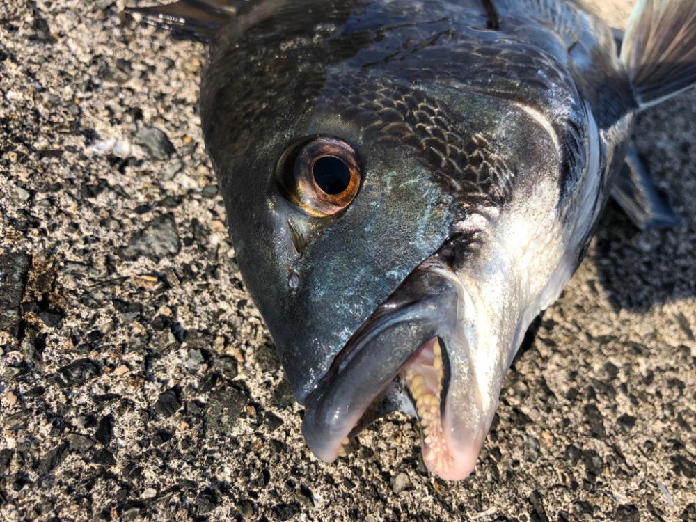 アタリが多く楽しめました