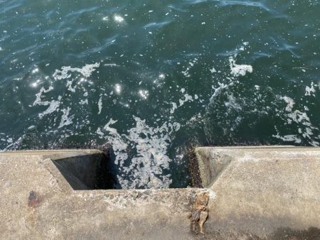 フカセってきました