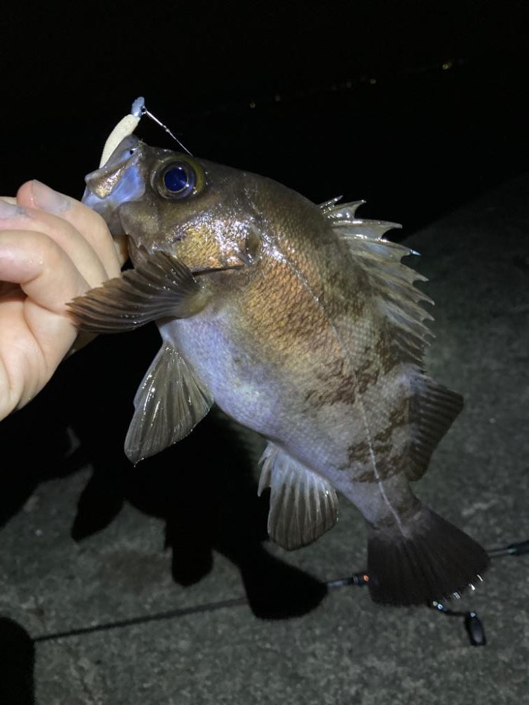 メバル好調です