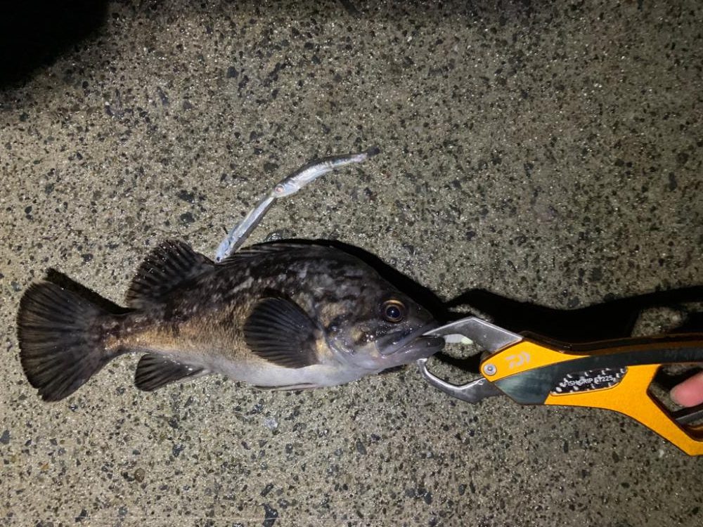 居付きのクロソイ！